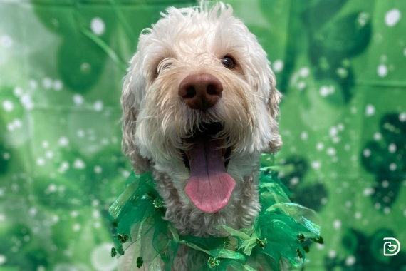 Hond met groen kostuum achter een groene achtergrond met een St. Patrick's Day-thema.