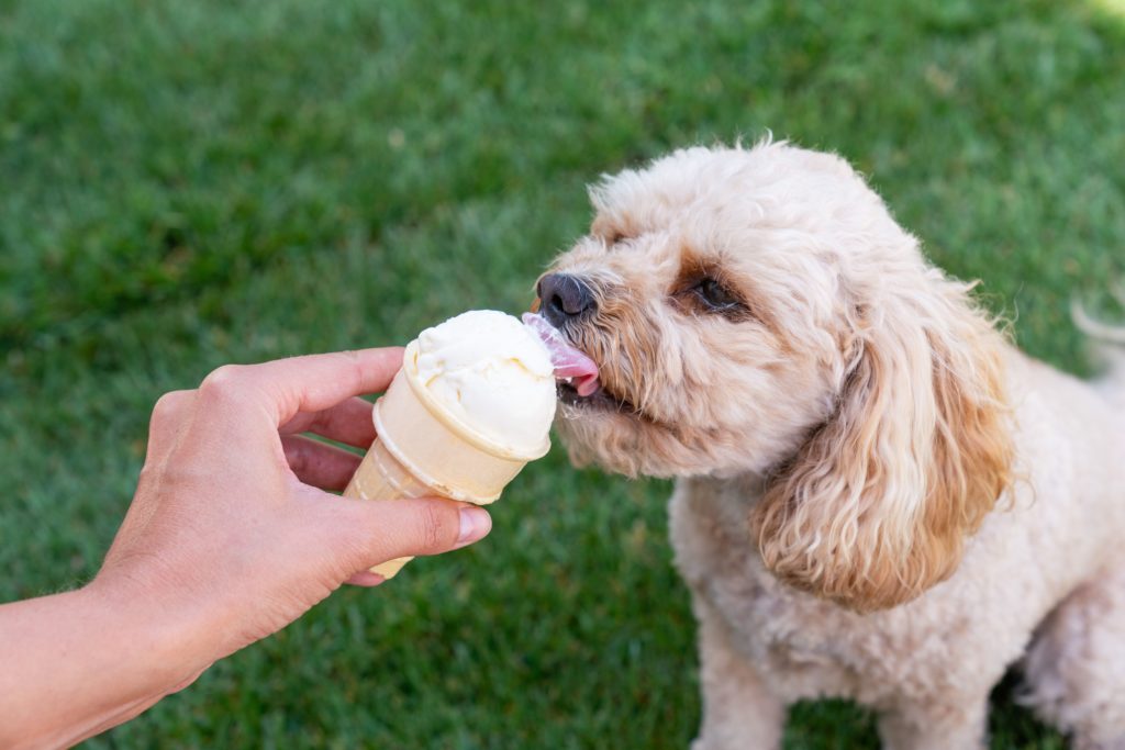 Doggy Ice Cream! Homewood