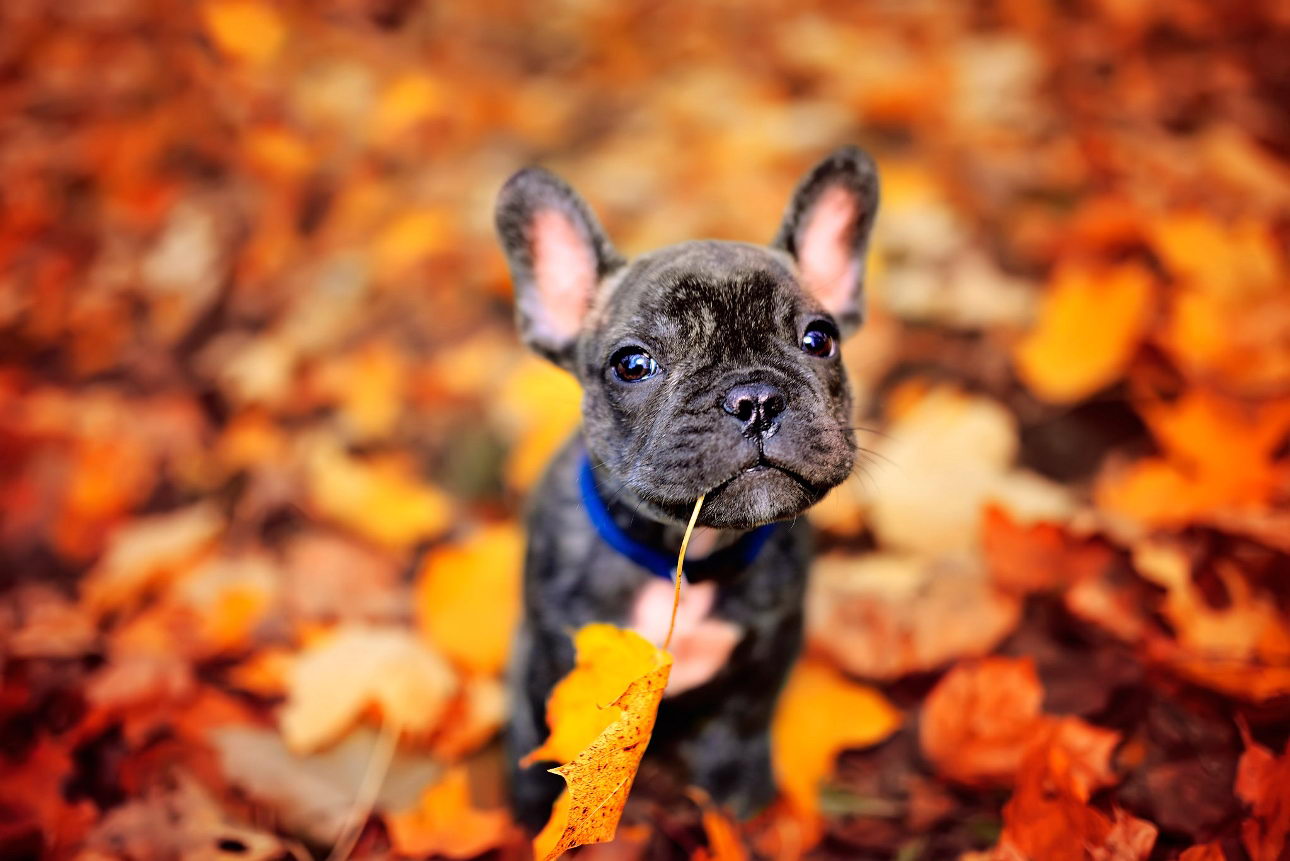 Fall-Dog.jpg
