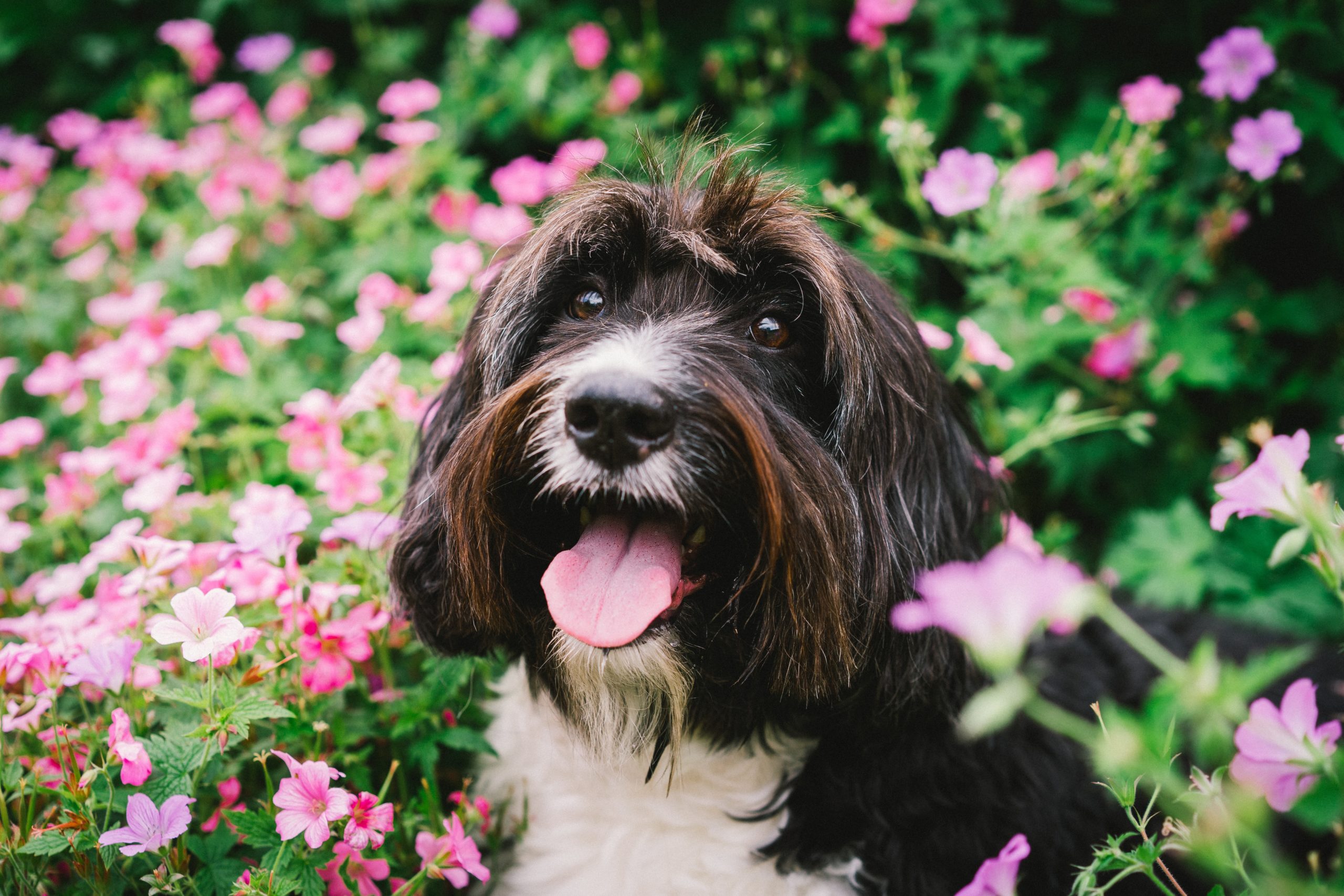 A dog sitting in garden surrounded by flowers.