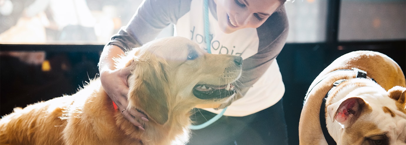 largest rottweiler dog