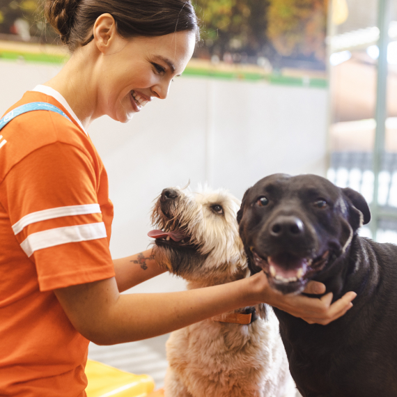 Pricing Dogtopia Edmond Dog Daycare, Boarding, Training and Spa