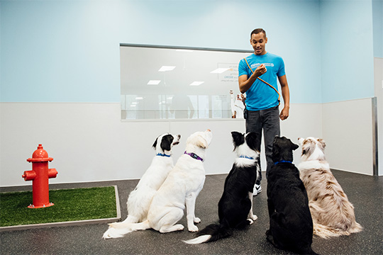 Dog Training College Station