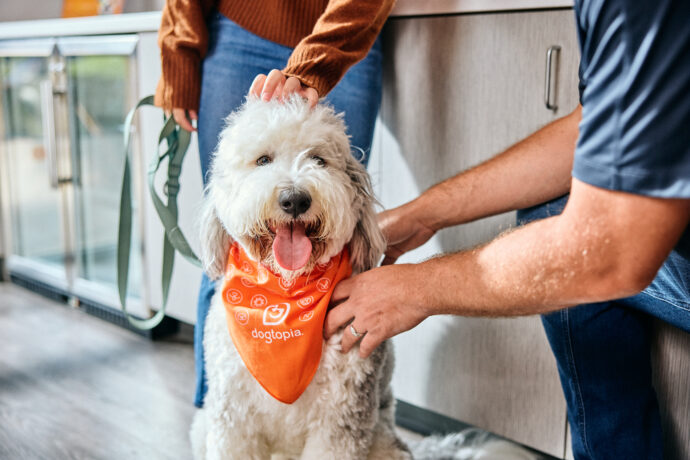 Dog with Dogtopia bandana