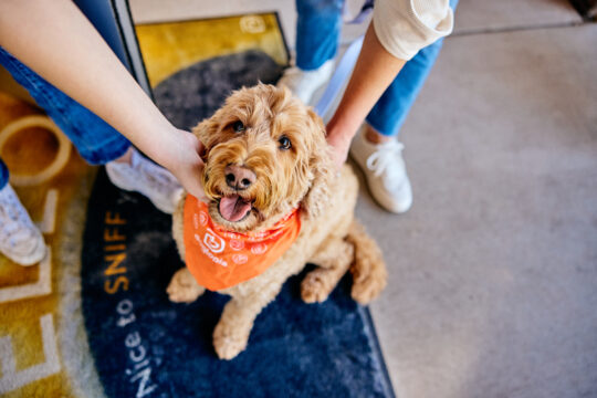 Dog with a Dogtopia bandana on after their Meet & Greet