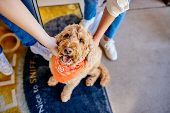 Dog with a Dogtopia bandana on after their Meet & Greet