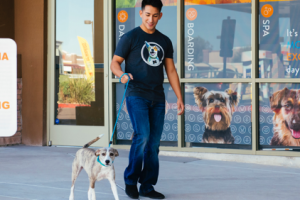 Dog Behavior Problems and Solutions