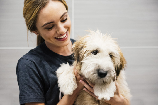 Dog Grooming, Spa Services | Dogtopia of Grand Rapids