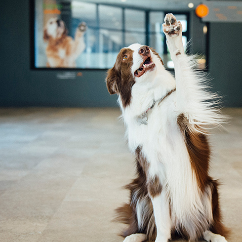 dogtopia daycare cost