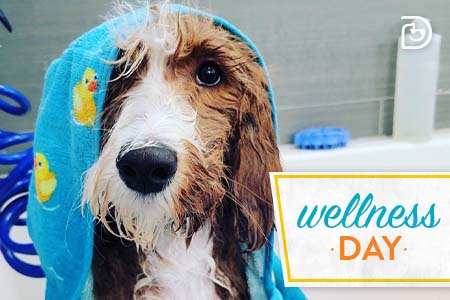dog in spa tub with duck towel on it's head