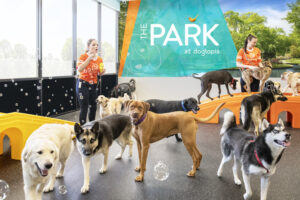 Large dogs in daycare playroom with attendant