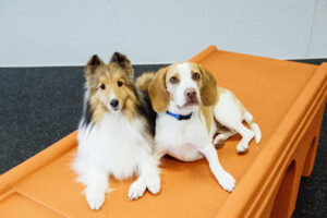 small dogs on play equipment in daycare