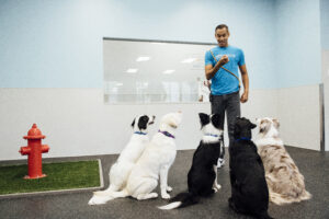 Dog daycare room attendant with dogs teaching sit
