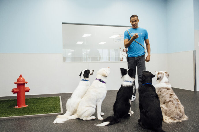 Dog daycare room attendant with dogs teaching sit