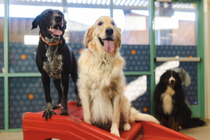 Two happy dogs with their tongues out sitting on play equipment at Dogtopia of Summerville, South Carolina