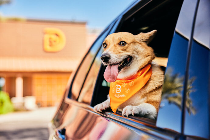 dog arriving at daycare or dog school with car window open and tongue out