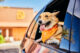 dog arriving at daycare or dog school with car window open and tongue out