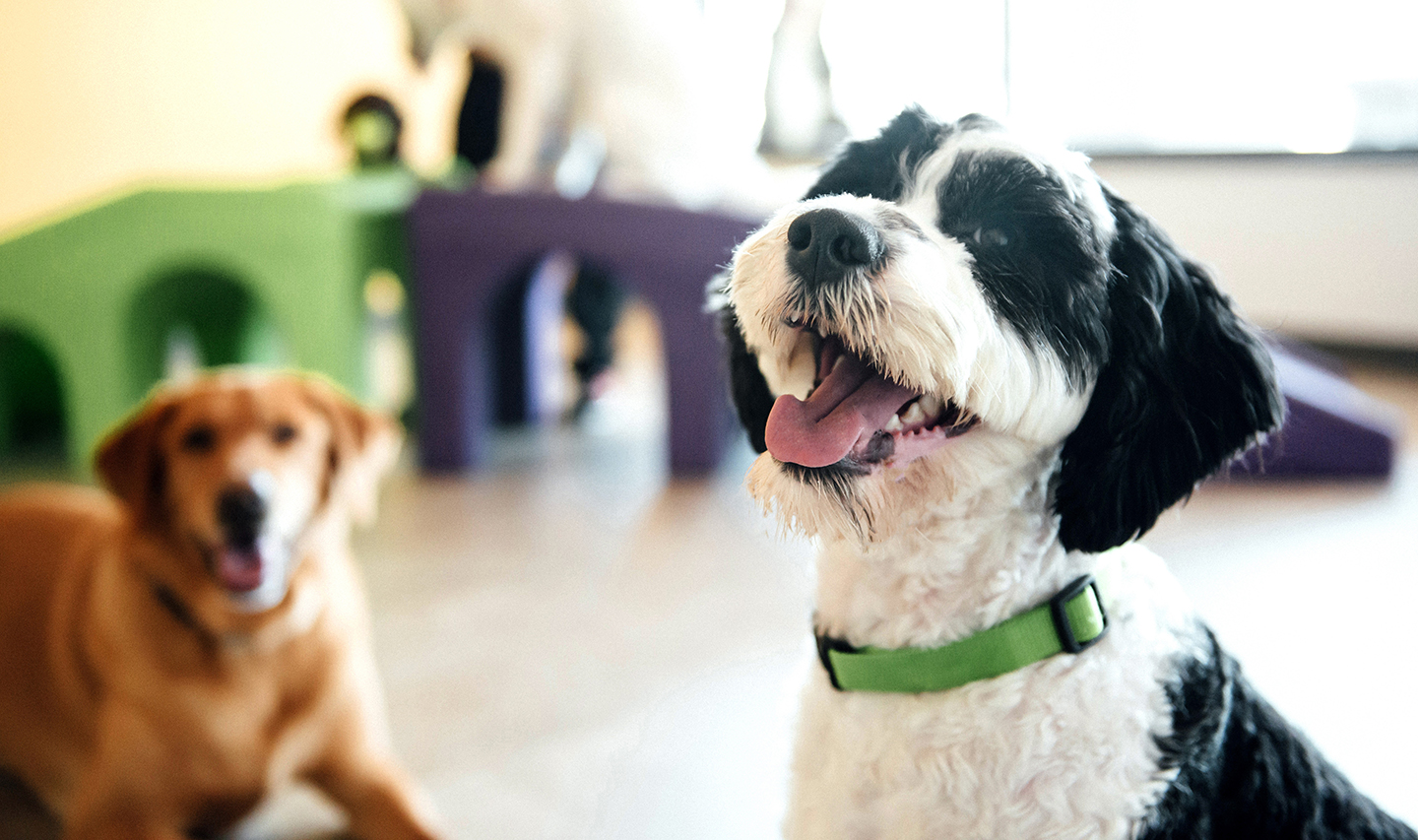 Holiday Boarding at Dogtopia Utica Utica