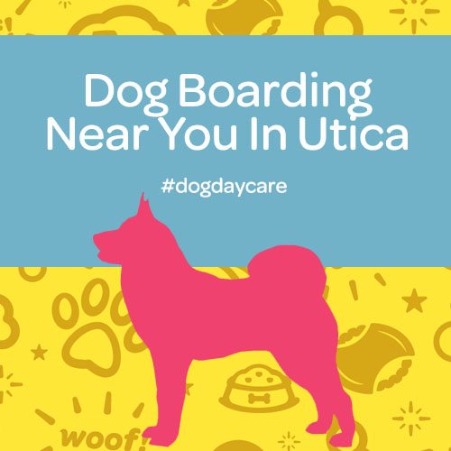 Dog Boarding Near You In Utica, MI! Utica