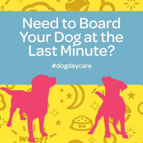 need to board your dog at the last minute