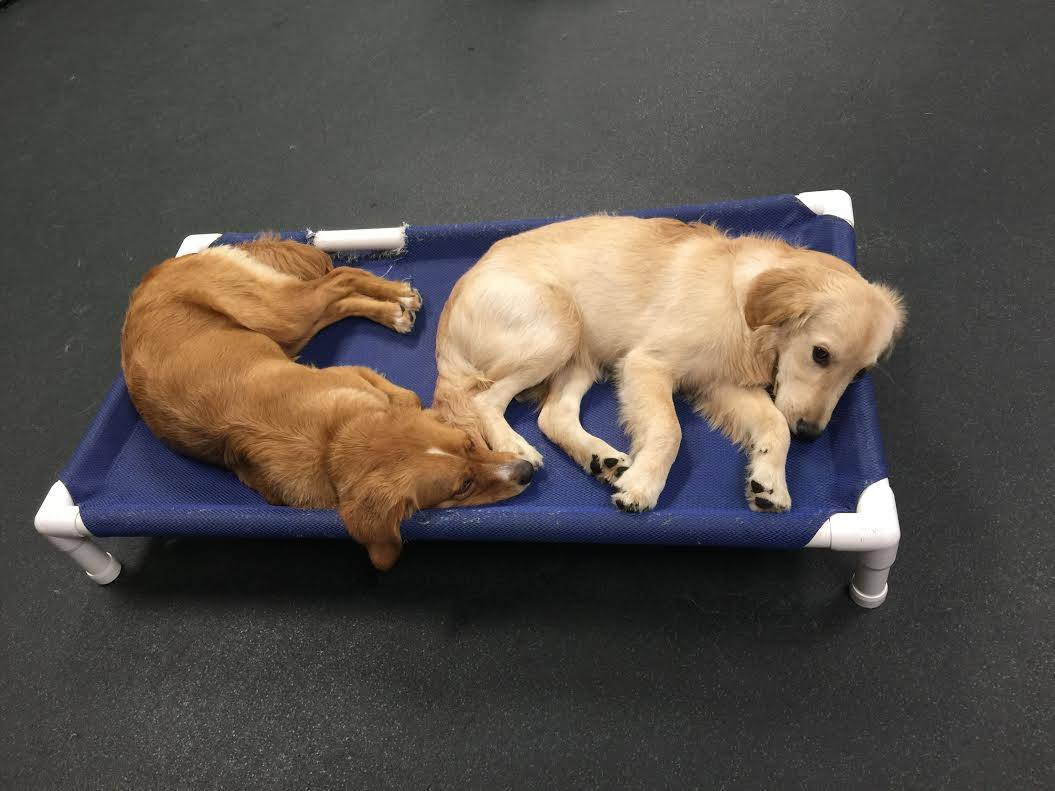 Puppy Boarding in Utica Now Available! Utica