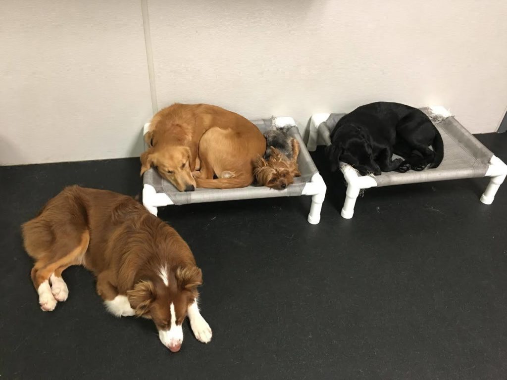 Vacation Means You Need a Dog Kennel Utica