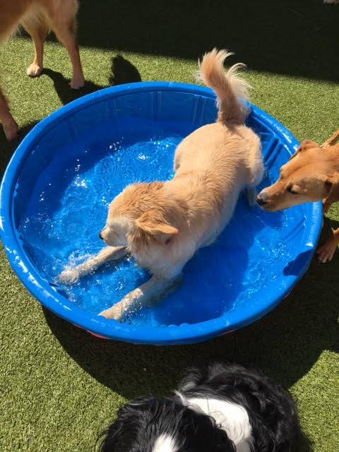 doggie daycare utica mi