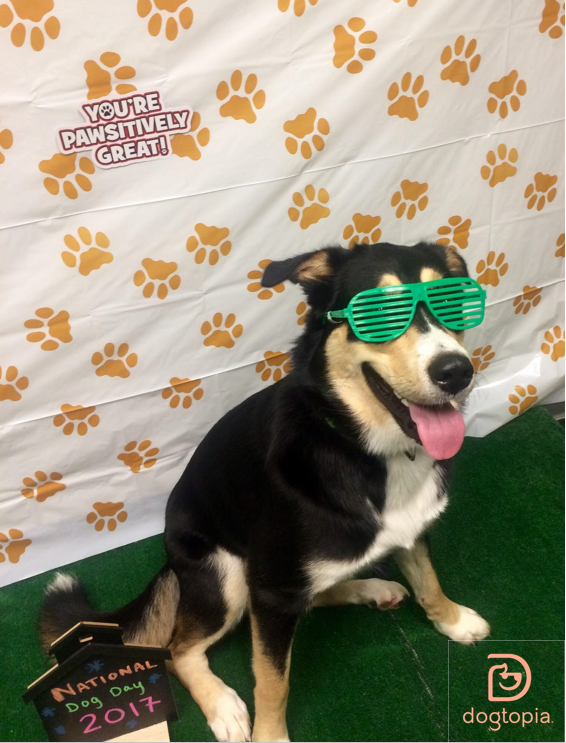 doggy day care services national dog day 2017