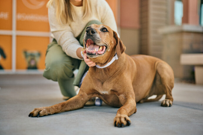 doggie daycare doggy daycare spa dog boarding