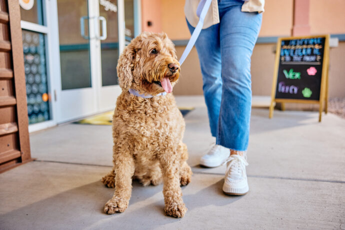 showing a pet parent walking their dog