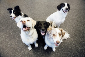 Dogs at Dogtopia working on a group sit exercise.