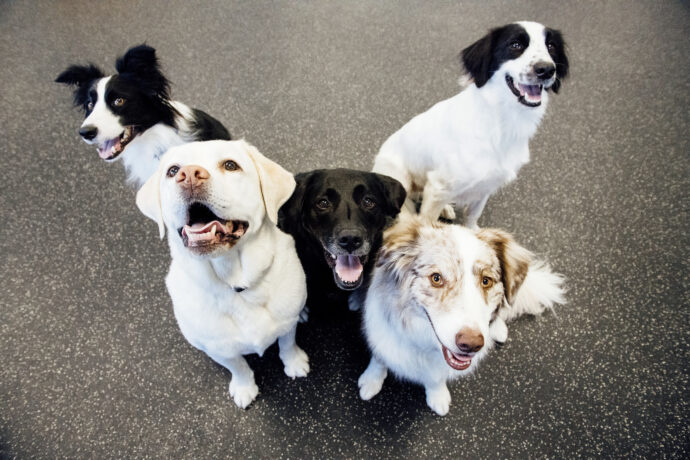 Dogs at Dogtopia working on a group sit exercise.