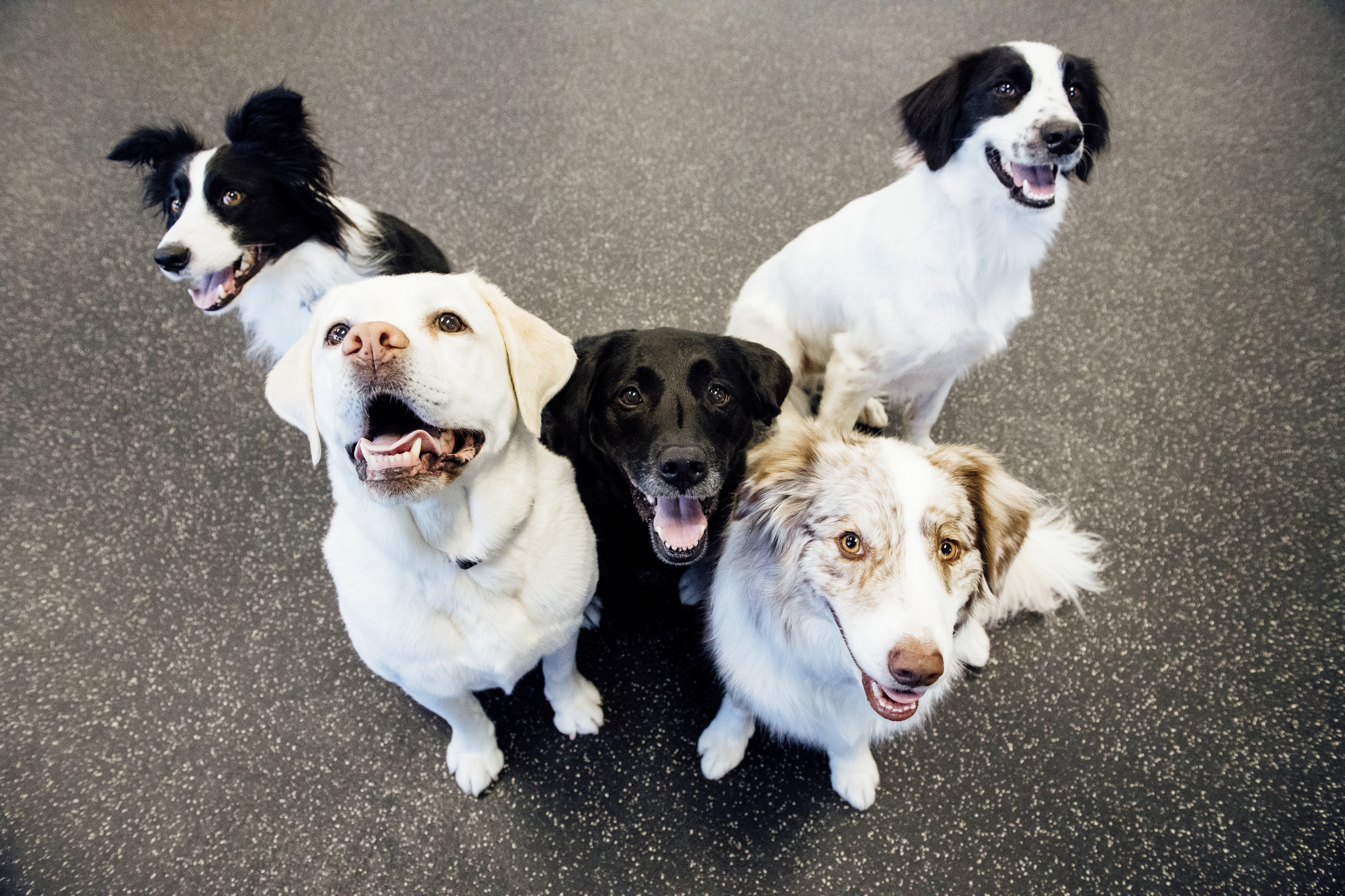 Dogs at Dogtopia working on a group sit exercise.