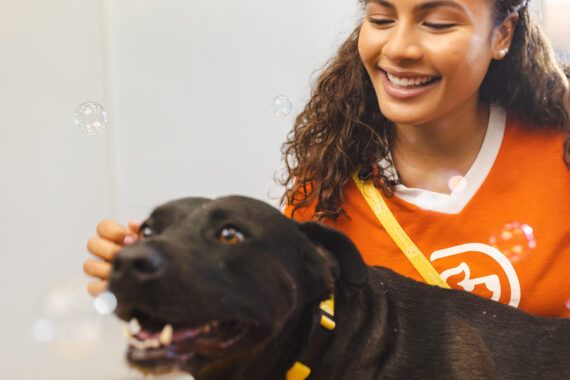 Why Labradors Thrive at Dogtopia