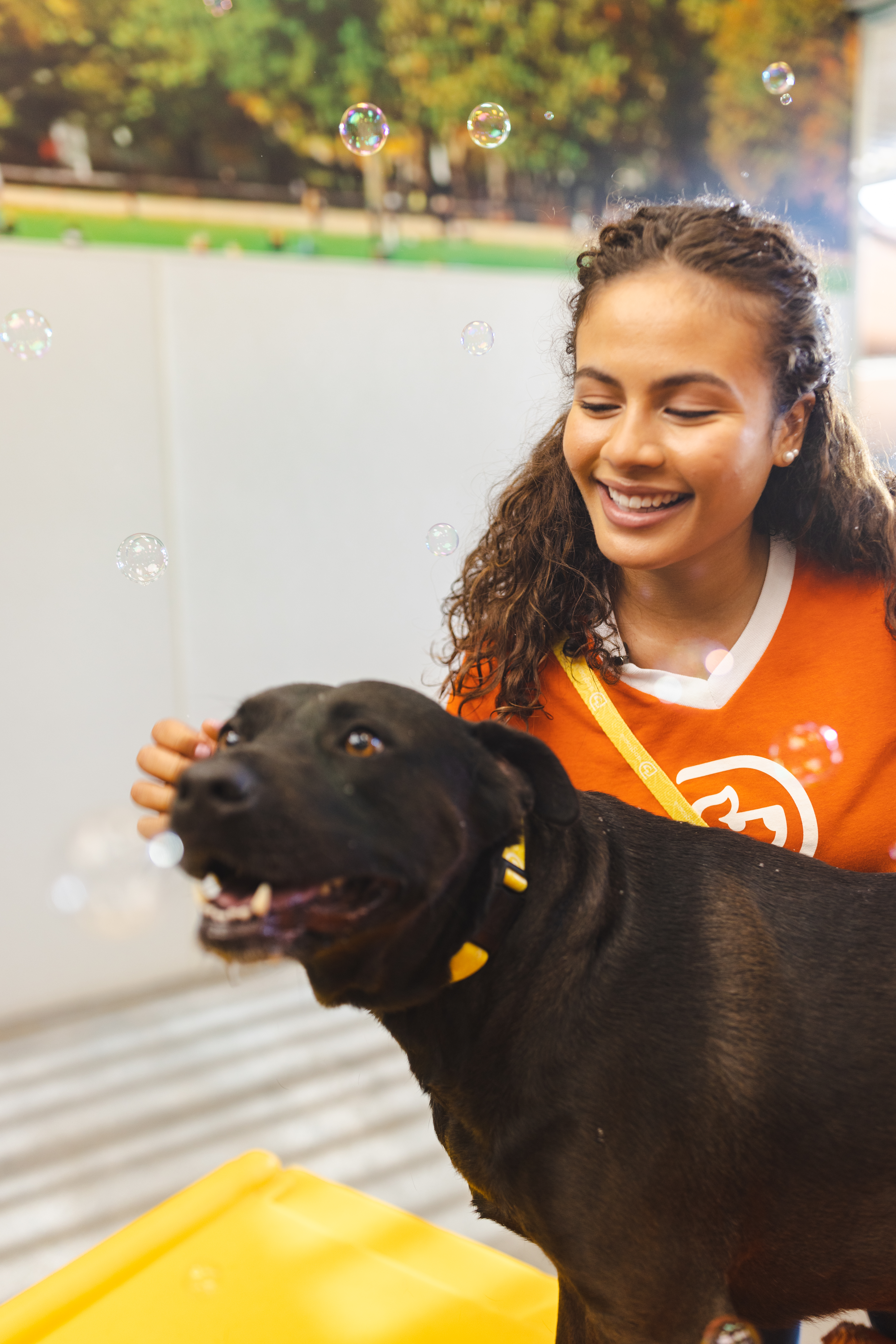 Why Labradors Thrive at Dogtopia
