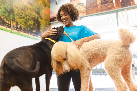 Canine Coach leading enrichment activities with dogs at Dogtopia of Viera dog daycare