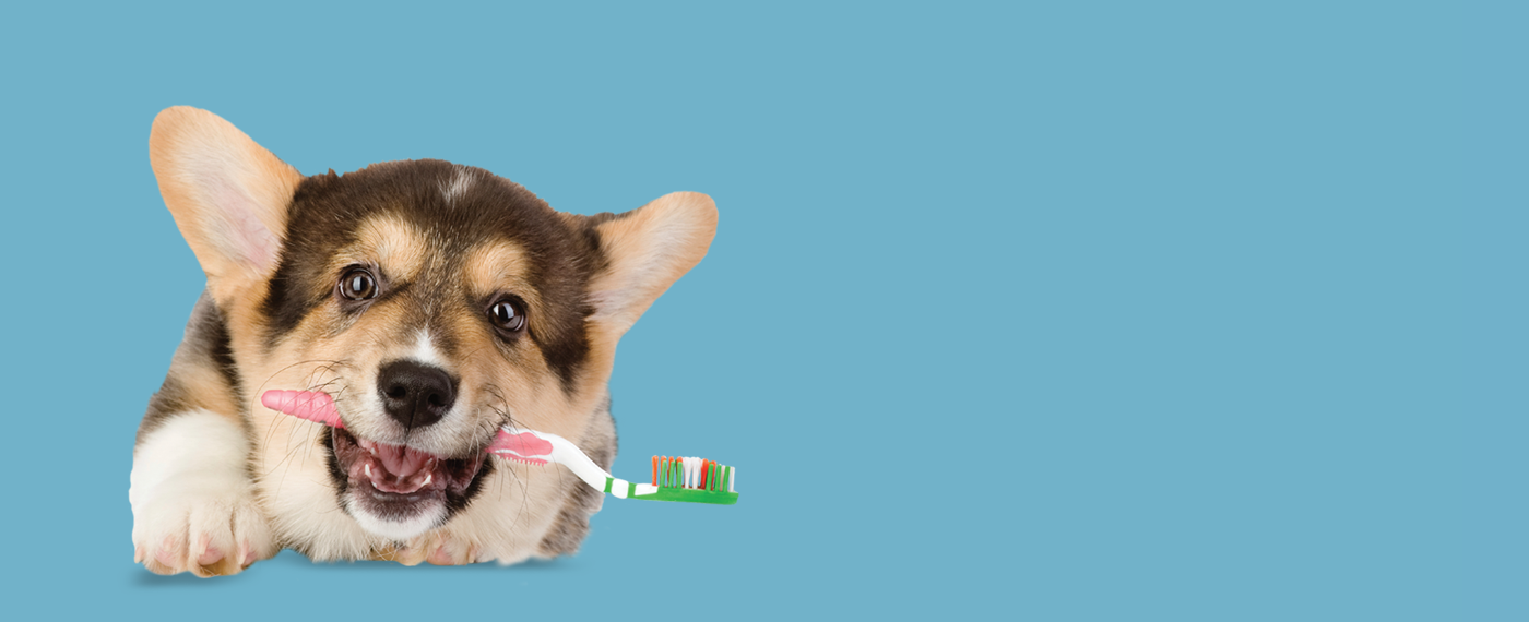 40+ Doggy Day Care Near Me Hiring Pics