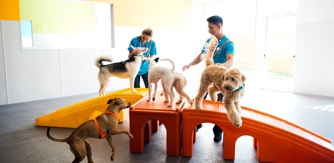 Own a Dog Daycare Franchise Dogtopia Franchise